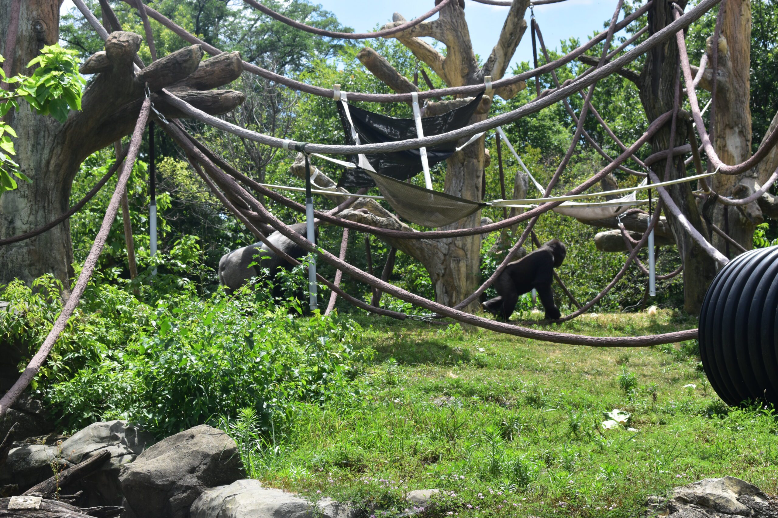 Gorilla's Hideway